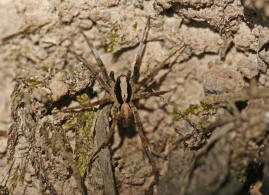 Xerolycosa nemoralis / Waldwolfspinne / Familie: Wolfspinnen - Lycosidae / Ordnung: Webspinnen - Araneae