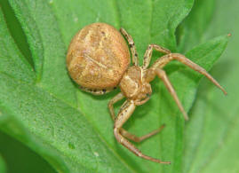 Xysticus kochi / Krabbenspinne / Familie: Krabbenspinnen - Thomisidae / Ordnung: Webspinnen - Araneae