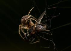 Zygiella x-notata / Sektorspinne / Familie: chte Radnetzspinnen - Araneidae / Ordnung: Webspinnen - Araneae