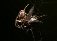 Zygiella x-notata / Sektorspinne / Familie: chte Radnetzspinnen - Araneidae / Ordnung: Webspinnen - Araneae