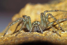 Allagelena gracilens / Ohne deutschen Namen / Trichterspinnen - Agelenidae / Ordnung: Webspinnen - Araneae