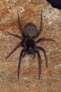 Amaurobius ferox / Kellerspinne / Finsterspinnen - Amaurobiidae / Ordnung: Webspinnen - Araneae