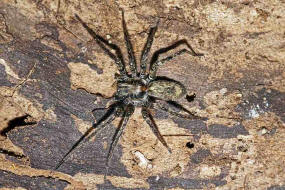 Anyphaena accentuata / Zartspinne / Familie: Zartspinnen - Anyphaenidae / Ordnung: Webspinnen - Araneae