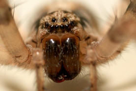 Anyphaena accentuata / Zartspinne / Familie: Zartspinnen - Anyphaenidae / Ordnung: Webspinnen - Araneae