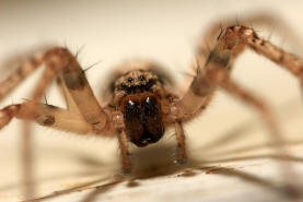 Anyphaena accentuata / Zartspinne / Familie: Zartspinnen - Anyphaenidae / Ordnung: Webspinnen - Araneae