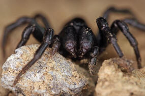 Atypus piceus / Pechschwarze Tapezierspinne / Atypidae - Tapezierspinnen / Ordnung: Webspinnen - Araneae