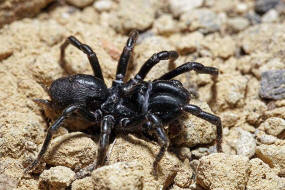 Atypus piceus / Pechschwarze Tapezierspinne / Atypidae - Tapezierspinnen / Ordnung: Webspinnen - Araneae