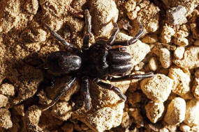 Atypus piceus / Pechschwarze Tapezierspinne / Atypidae - Tapezierspinnen / Ordnung: Webspinnen - Araneae