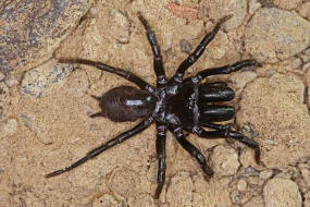 Atypus piceus / Pechschwarze Tapezierspinne / Atypidae - Tapezierspinnen / Ordnung: Webspinnen - Araneae