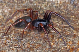 Cetonana laticeps / Ohne deutschen Namen / Glattbeinspinnen - Trachelidae