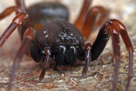 Cetonana laticeps / Ohne deutschen Namen / Glattbeinspinnen - Trachelidae