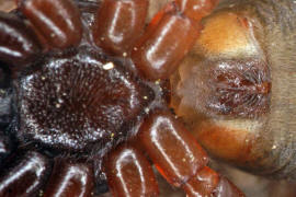 Cetonana laticeps / Ohne deutschen Namen / Epigyne / Glattbeinspinnen - Trachelidae