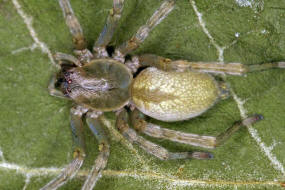 Cheiracanthium mildei / Mildes Dornfingerspinne / Dornfingerspinnen - Miturgidae