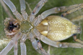 Cheiracanthium mildei / Mildes Dornfingerspinne / Dornfingerspinnen - Miturgidae