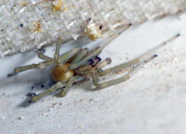 Cheiracanthium mildei / Mildes Dornfingerspinne / Dornfingerspinnen - Miturgidae