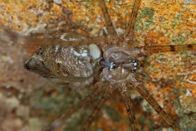 Crossopriza lyoni / Ohne deutschen Namen / Zitterspinnen - Pholcidae / Ordnung: Webspinnen - Araneae