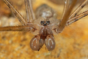 Crossopriza lyoni / Ohne deutschen Namen / Zitterspinnen - Pholcidae / Ordnung: Webspinnen - Araneae