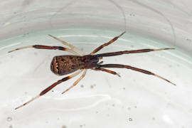 Episinus truncatus / Ohne deutschen Namen / Kugelspinnen (Haubennetzspinnen) - Theridiidae / Ordnung: Webspinnen - Araneae