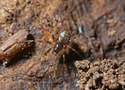 Lepthyphantes minutus / Ohne deutschen Namen / Baldachinspinnen - Linyphiidae / Ordnung: Webspinnen - Araneae