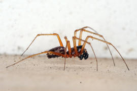 Linyphia hortensis / Ohne deutschen Namen / Baldachinspinnen - Linyphiidae / Ordnung: Webspinnen - Araneae