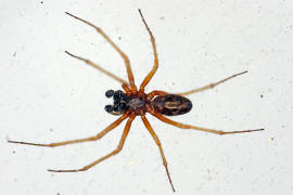 Linyphia hortensis / Ohne deutschen Namen / Baldachinspinnen - Linyphiidae / Ordnung: Webspinnen - Araneae