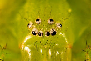 Micrommata virescens / Grne Huschspinne / Riesenkrabbenspinnen - Sparassidae