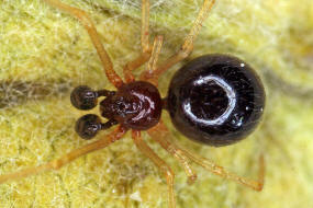 Neottiura bimaculata / Zweifleckige Kugelspinne / Kugelspinnen - Theridiidae / berfamilie: Radnetzspinnen - Araneoidea / Ordnung: Webspinnen - Araneae