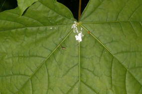 Neriene peltata / Waldbaldachinspinne / Baldachinspinnen - Linyphiidae / Ordnung: Webspinnen - Araneae