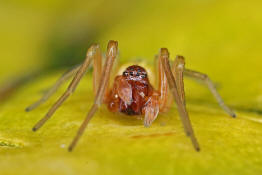 Nigma walckenaeri / Grne Kruselspinne (Mnnchen) / Kruselspinnen - Dictynidae / Ordnung: Webspinnen - Araneae