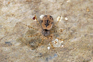 Oecobius maculatus / Ohne deutschen Namen / Scheibennetzspinnen - Oecobiidae