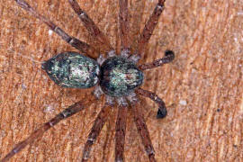 Philodromus aureolus / Goldfarbige Laufspinne / Laufspinnen - Philodromidae / Ordnung: Webspinnen - Araneae