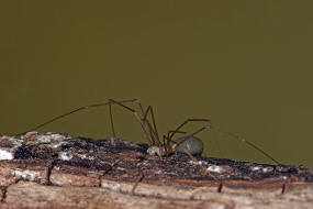 Pholcus opilionoides / Kleine Zitterspinne / Zitterspinnen - Pholcidae / Ordnung: Webspinnen - Araneae