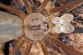 Pholcus opilionoides / Kleine Zitterspinne / Zitterspinnen - Pholcidae / Ordnung: Webspinnen - Araneae