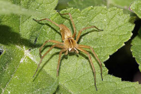 Pisaura mirabilis / Listspinne / Webspinnen - Araneae - Pisauridae - Raubspinnen