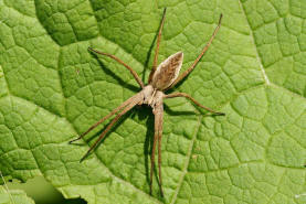 Pisaura mirabilis / Listspinne / Webspinnen - Araneae - Pisauridae - Raubspinnen