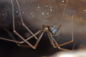 Psilochorus simoni / Ohne deutschen Namen / Zitterspinnen - Pholcidae / Ordnung: Webspinnen - Araneae