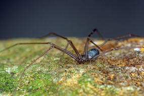 Psilochorus simoni / Ohne deutschen Namen / Zitterspinnen - Pholcidae / Ordnung: Webspinnen - Araneae