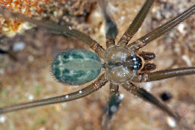 Psilochorus simoni / Ohne deutschen Namen / Zitterspinnen - Pholcidae / Ordnung: Webspinnen - Araneae