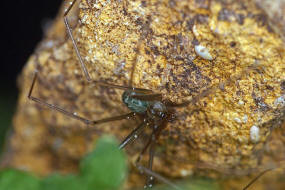 Psilochorus simoni / Ohne deutschen Namen / Zitterspinnen - Pholcidae / Ordnung: Webspinnen - Araneae