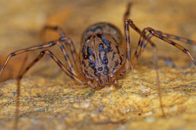 Scytodes thoracica / Speispinne / Leimschleuderspinne / Familie: Speispinnen - Scytodoidea / Ordnung: Webspinnen - Araneae