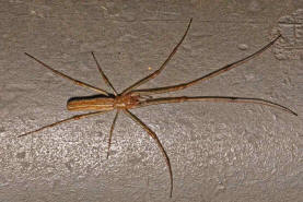 Tetragnatha montana / Wellenbindige Streckerspinne / Bergstreckerspinne / Familie: Dickkieferspinnen - Tetragnathidae / Ordnung: Webspinnen - Araneae