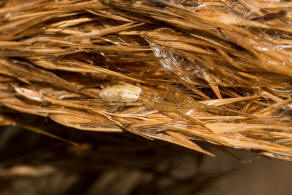 Tetragnatha montana / Wellenbindige Streckerspinne / Bergstreckerspinne / Familie: Dickkieferspinnen - Tetragnathidae / Ordnung: Webspinnen - Araneae