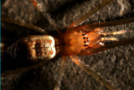 Tetragnatha montana / Wellenbindige Streckerspinne / Bergstreckerspinne / Familie: Dickkieferspinnen - Tetragnathidae / Ordnung: Webspinnen - Araneae