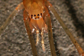 Tetragnatha montana / Wellenbindige Streckerspinne / Bergstreckerspinne / Familie: Dickkieferspinnen - Tetragnathidae / Ordnung: Webspinnen - Araneae