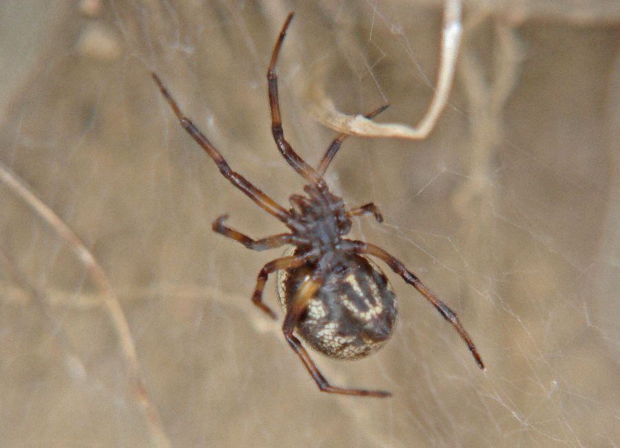 Steatoda albomaculata / Ohne deutschen Namen / Familie: Kugelspinnen (Haubennetzspinnen) - Theridiidae / Ordnung: Webspinnen - Araneae