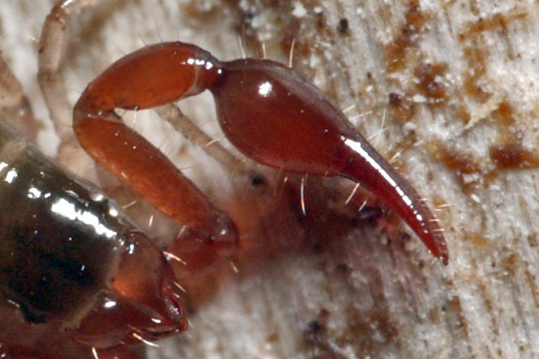 Neobisium spec. / 