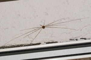 Dicranopalpus ramosus / Streckfu / Schneider - Phalangiidae / Ordnung: Weberknechte - Opiliones