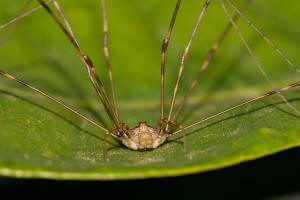 Dicranopalpus ramosus / Streckfu / Schneider - Phalangiidae / Ordnung: Weberknechte - Opiliones