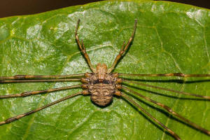 Dicranopalpus ramosus / Streckfu / Schneider - Phalangiidae / Ordnung: Weberknechte - Opiliones