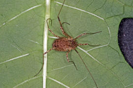 Oligolophus tridens / Gemeiner Dreizackkanker / Echte Weberknechte - Phalangiidae / Ordnung: Weberknechte - Opiliones